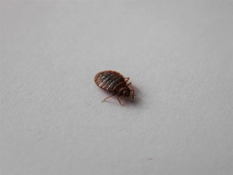 배트남 빈대
